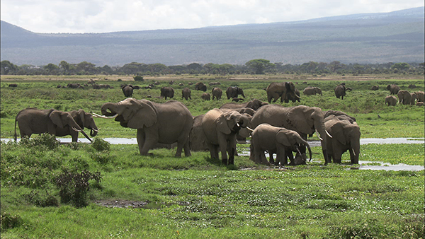 Kilimanjaro's Superherd: African Elephants｜NHK/NHK Enterprises