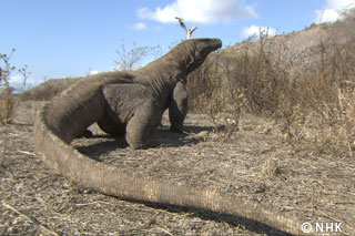 A Living Dinosaur -- Komodo Dragon, Indonesia｜NHK/NHK Enterprises