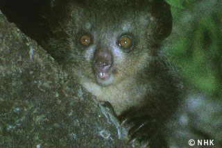 Aye-aye, It's a Monkey! -- Aye-aye, Madagascar｜NHK/NHK Enterprises