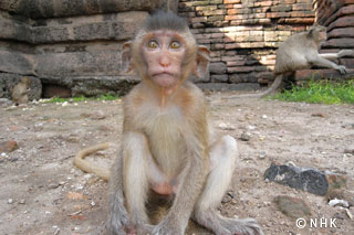 Clever Gourmet -- Crab-eating Macaque, Thailand｜NHK/NHK Enterprises