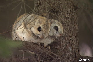 Eco-life in the Trees -- Russian Flying Squirrel, Japan｜NHK/NHK Enterprises