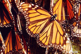 Fateful Journey of the Golden Butterfly -- Monarch Butterflies, Middle-Mexico｜NHK/NHK Enterprises