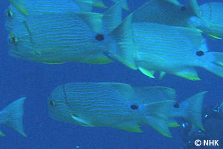 Flash Dance by the Mystery Fish -- Blue-lined Sea Bream, Palau｜NHK/NHK Enterprises