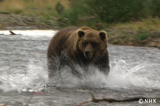 Giants of Alaska: Brown Bears｜NHK/NHK Enterprises