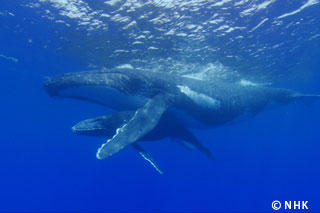 Giant Whales Roaming the Seas -- Sperm Whales, Japan｜NHK/NHK Enterprises