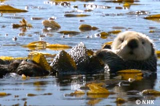 Guardians of the Kelp Forest: Sea Otters｜NHK/NHK Enterprises