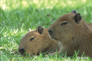 Gym Rats -- Capybara, Brazil｜NHK/NHK Enterprises