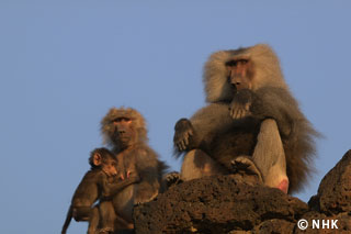 The Wild Bunch: Hamadryas Baboons｜NHK/NHK Enterprises