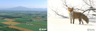 Wilderness in Japan: Hokkaido Red Fox｜NHK/NHK Enterprises