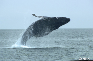 Survival Strategy: Humpback Whale｜NHK/NHK Enterprises