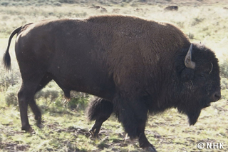 King of the Prairie: Bison｜NHK/NHK Enterprises
