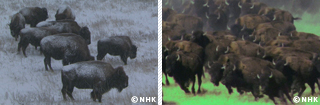 King of the Prairie: Bison｜NHK/NHK Enterprises