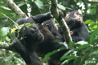 Life in Kalinzu Forest: Uganda's Chimpanzees｜NHK/NHK Enterprises