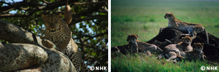 Life on the Savannah: Big Cats｜NHK/NHK Enterprises
