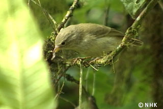 Macro-evolution of Small Birds -- Darwin's Finches, Galapagos｜NHK/NHK Enterprises
