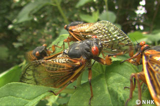 Major 17-year Outbreak -- Cicadas, The USA｜NHK/NHK Enterprises