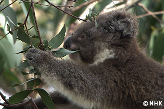 The Matchless Marsupial: Koala｜NHK/NHK Enterprises