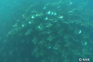 Mysterious Giant of the Sea: Munk's Devil Ray｜NHK/NHK Enterprises
