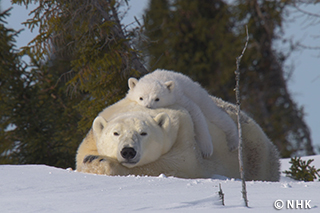 Survival in the Ice Kingdom: Polar Bears｜NHK/NHK Enterprises