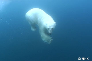 Emperors of the North -- Polar bears, Arctic Ocean｜NHK/NHK Enterprises
