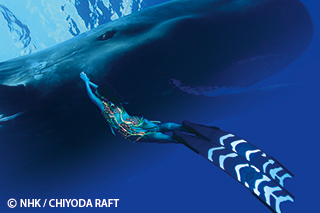 Precious Blue: The Caribbean Sea -- Bonding with the Sperm Whale｜NHK/NHK Enterprises