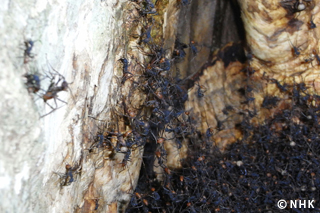 Rainforest Warriors: Army Ants｜NHK/NHK Enterprises