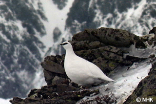 The Snowbird -- Rock Ptarmigan, Japan｜NHK/NHK Enterprises
