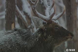 Secrets of the Stag: Hokkaido Sika Deer｜NHK/NHK Enterprises
