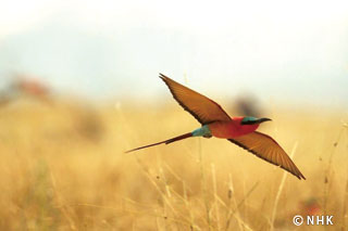Fire Bird -- Southern Carmine Bee-eater, Namibia｜NHK/NHK Enterprises