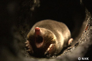 Startling Underground Life -- Moles, Japan｜NHK/NHK Enterprises