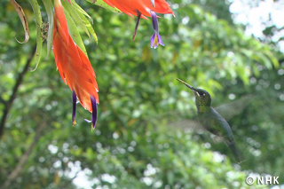 The Bee Bird -- Hummingbird, Costa Rica｜NHK/NHK Enterprises