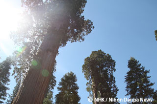 The Home of the Largest Trees in the World -- California, USA｜NHK/NHK Enterprises
