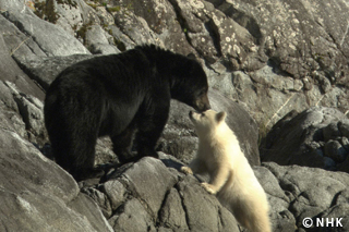 The White Black Bear -- American Black Bear, Canada｜NHK/NHK Enterprises
