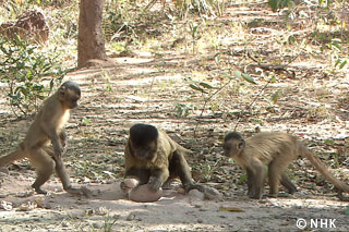 Tool-using Monkeys -- Tufted Capuchin, Brazil｜NHK/NHK Enterprises