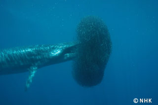 Underwater Bullet: Sei Whale｜NHK/NHK Enterprises