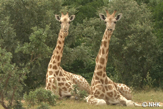 Welcome to Giraffe Paradise -- Giraffe, Niger｜NHK/NHK Enterprises