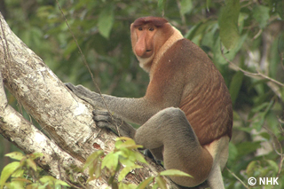 Winning by Losing -- Proboscis Monkey, Borneo Island｜NHK/NHK Enterprises