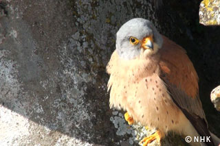 World Heritage Falcon -- Lesser Kestrel, Italy｜NHK/NHK Enterprises